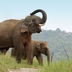 Indian / Asian Elephant - using trunk to throw grass on back. Corbett National Park - Uttaranchal - India