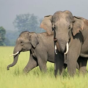 Indian / Asian Elephants - adult and calf catching the scent Corbett National Park, India