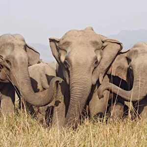 Indian / Asian Elephants, Corbett National Park, India