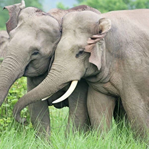 Indian / Asian Elephants courting, Corbett National Park, India