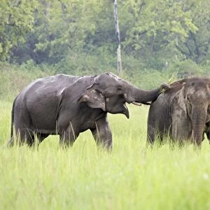 Indian / Asian Elephants courting in the raining season, Corbett National Park, India