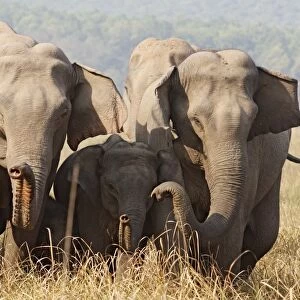 Indian / Asian Elephants - expressing solidarity - Corbett National Park - India