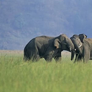 Indian / Asian Elephants play-fighting, Corbett National Park, India