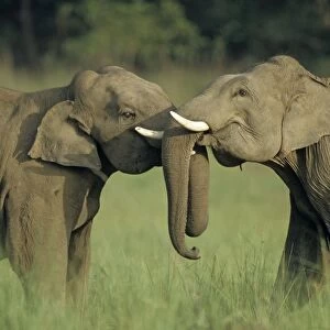 Indian / Asian Elephants play-fighting, Corbett National Park, India