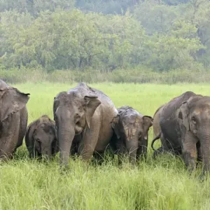 Indian / Asian Elephants in the rain-soaked grassland, Corbett National Park, India Indian / Asian Elephants in the rain-soaked grassland, Corbett National Park, India