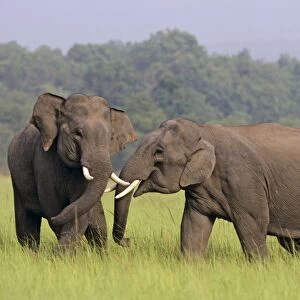 Indian / Asian Elephants (Tuskers) play-fighting, Corbett National Park, India