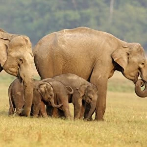 Indian / Asian Elephants & young ones, Corbett National Park, India