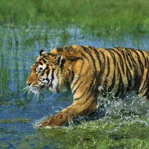 Indian / Bengal Tiger Indian / Bengal Tiger