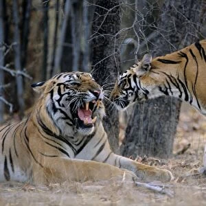 Indian / Bengal Tiger - Big Male Tiger warding-off young male Tiger Bandhavgarh National Park, India
