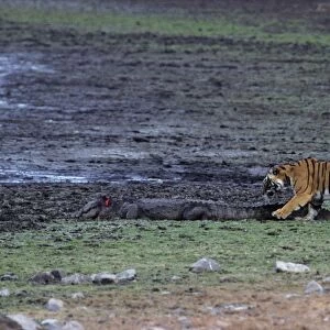Indian / Bengal Tiger - testing the Marsh Crocodile injured by her the previous day Ranthambhor National Park-INDIA