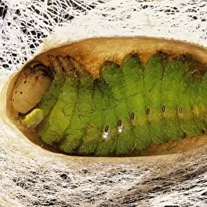 Indian Moon Moth Caterpillar - Cross section of caterpillar in cocoon prior to pupation
