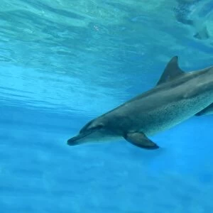 Indian Ocean Bottlenose Dophin - two underwater