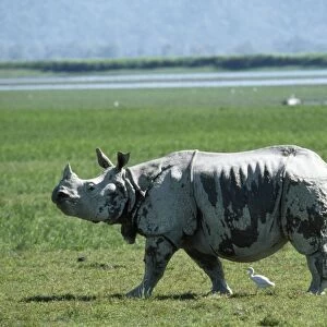 Indian One-horned Rhinoceros Kazuranga National Park, Assam, India
