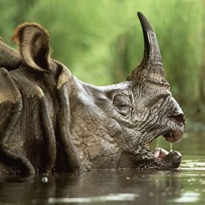 Indian Rhinoceros - in water Chitwan National Park, Nepal