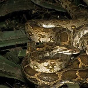 Indian Rock Python - two coiled together - Keoladeo National Park
