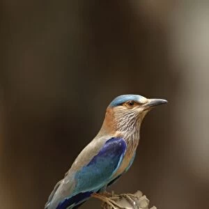Indian Roller - perched on post. Bandhavgarh NP, India