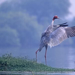 Indian Saras Crane flapping wings, Kepladeo National Park, India