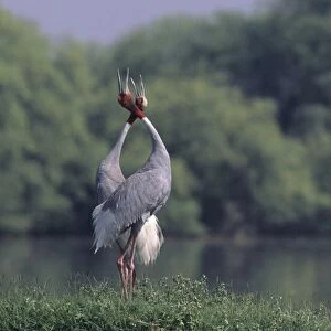 Indian Sarus Crane giving unison call. Keoladeo National Park, India