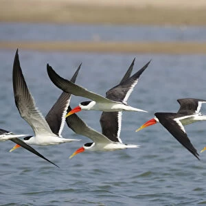 Indian Skimmer - flock in flight Rynchops albicollis Rajasthan, India BI032010