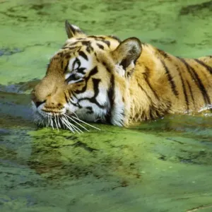 Indian Tiger Indian Tiger