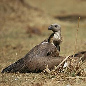 Indian White-backed Vulture JPF 1205 Gyps bengalensis © Jean-Paul Ferrero / ardea. com