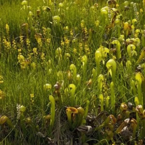 An insectivorous plant Cobra Lily (Darlingtonia californica) with bog asphodel (Narthecium californicum) in the Klamath Mountains, North California