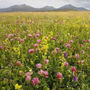 Intensely flowery Machair with red clover, ladies bedstraw etc at Stilligarry (Stadhlaigearraidh), with Ben More beyond; on the west coast of South Uist, Outer Hebrides, Scotland