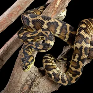 Carpet Python (Morelia spilotes variegata) Close-up. Art