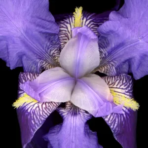 Iris flower - Provence - France Iris flower - Provence - France