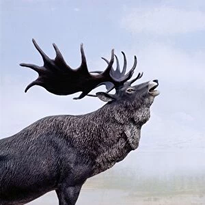Irish Elk / Giant Deer - stag calling, Extinct. Prehistoric reconstruction, Pleistocene Period