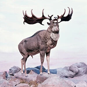 Irish Elk / Giant Deer - stag calling. Extinct. Prehistoric reconstruction Pleistocene Period