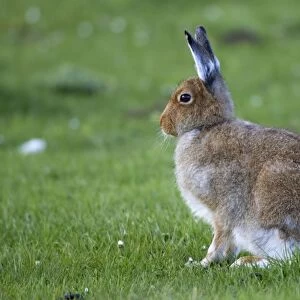 Irish Hare - Isle of Mull - Scotland - UK