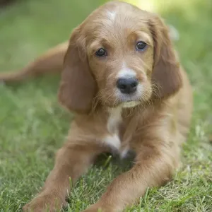 Irish / Red Setter - puppy lying down Irish / Red Setter - puppy lying down