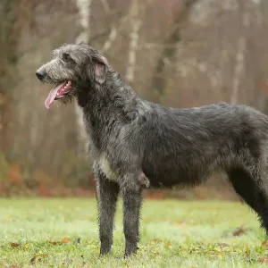 Irish wolfhound Irish wolfhound