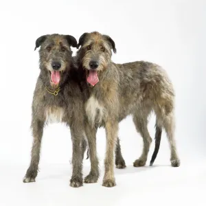 Irish Wolfhound Dogs