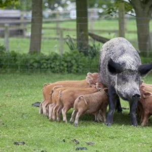 Iron age pig sow feeding piglets - Cotswold Farm Park - Temple Guiting Glos UK