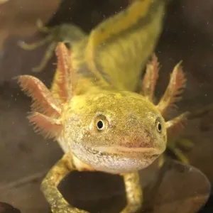 Italian Crested Newt - Larva in habitat - Italy Italian Crested Newt - Larva in habitat - Italy