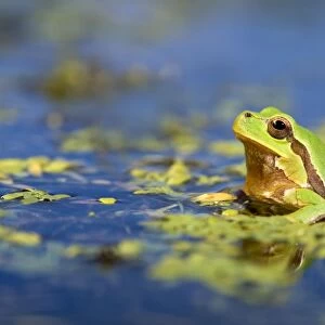 Italian Tree Frog - male in a pond - Italy