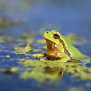 Italian Tree Frog - male in a pond - Italy Italian Tree Frog - male in a pond - Italy