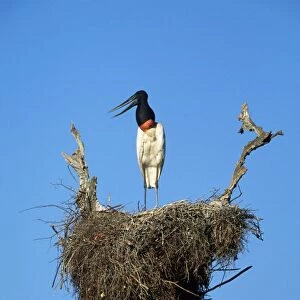 Jabiru Stork - on nest Tropical America: Brazil, Panatanal