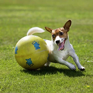 Jack Russel Dog - playing with big ball in garden
