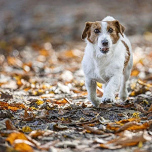Jack Russel Terrier (Canis lupus familiaris) ~ in a park among autumn leaves ~ Gijon, Asturias