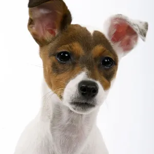 Jack Russell Dog - puppy (4 months) Jack Russell Dog - puppy (4 months)