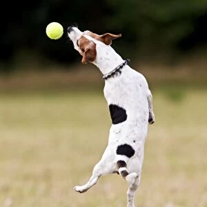 Jack Russell - jumping for ball 14274