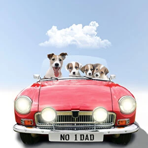 Jack Russell Terrier Dog driving car, adult with puppies