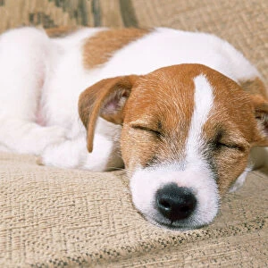 Jack Russell Terrier Dog - puppy asleep