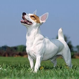 Jack Russell Terrier - looking up