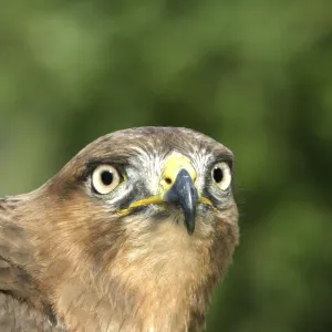 Jackal buzzard - close-up of face showing beak. South Africa