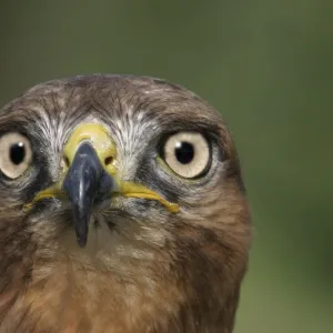 Jackal buzzard - close-up of face showing beak. South Africa