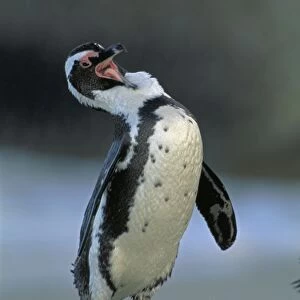 Jackass Penguin - Grooming, South Africa